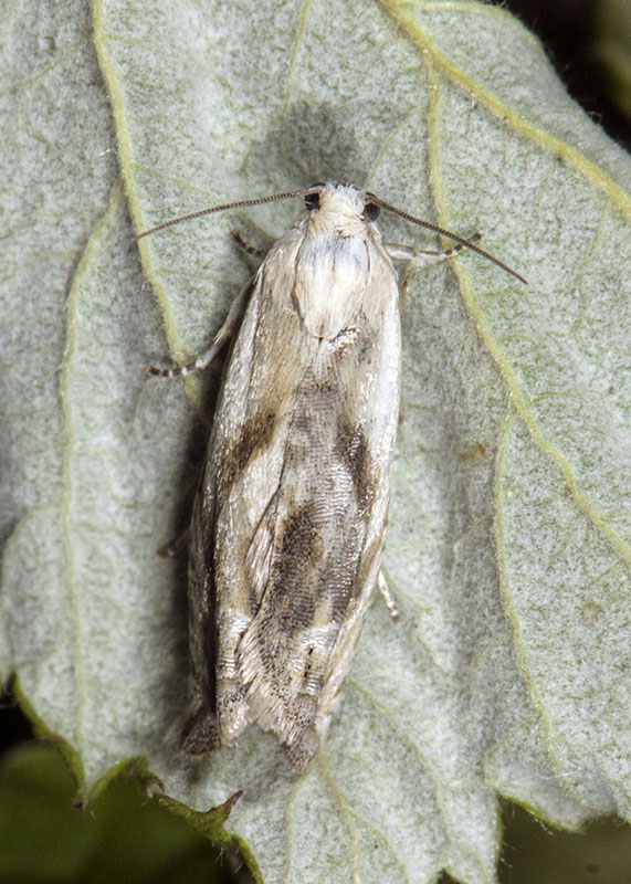 Tortricidae: Eucosma metzneriana